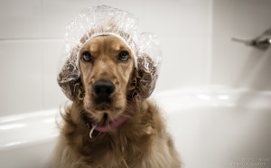Reduce dog shedding