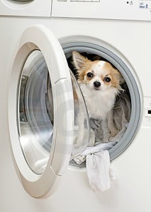 washing machine dog
